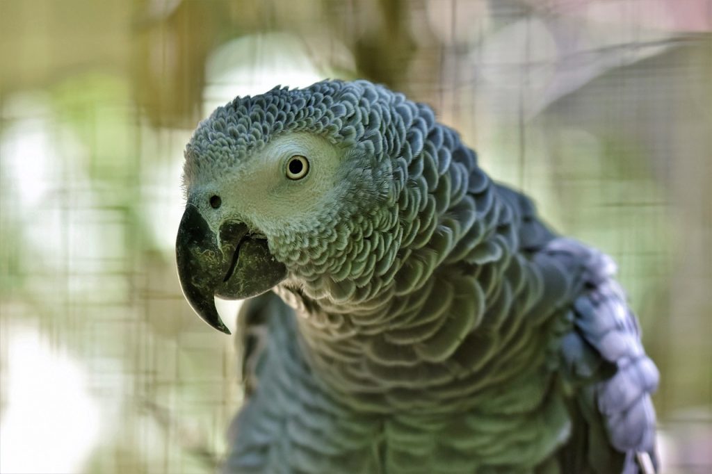 9 Top Blue Parrot Species to Keep as Pets